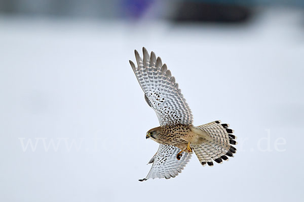 Turmfalke (Falco tinnunculus)