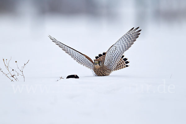 Turmfalke (Falco tinnunculus)