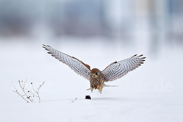 Turmfalke (Falco tinnunculus)