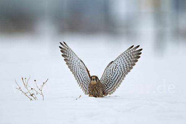 Turmfalke (Falco tinnunculus)