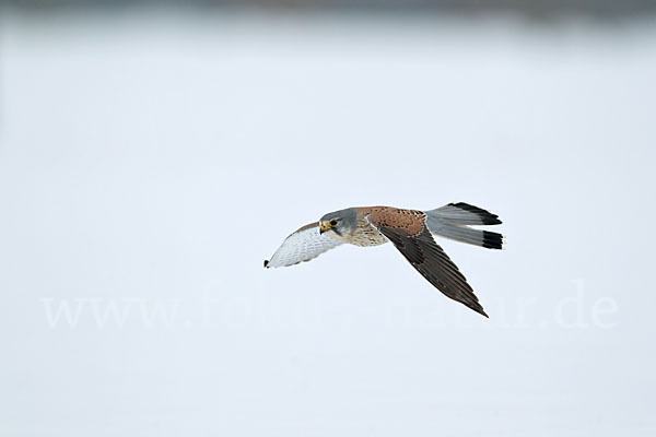 Turmfalke (Falco tinnunculus)