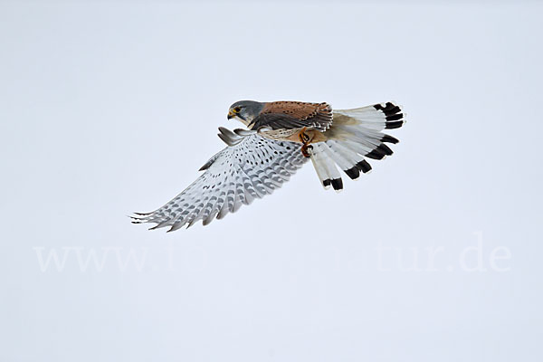 Turmfalke (Falco tinnunculus)