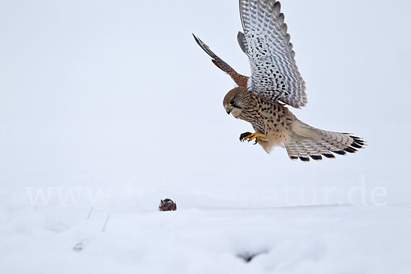 Turmfalke (Falco tinnunculus)