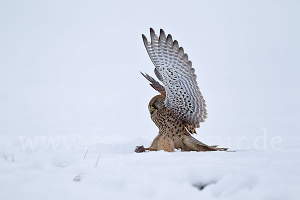 Turmfalke (Falco tinnunculus)