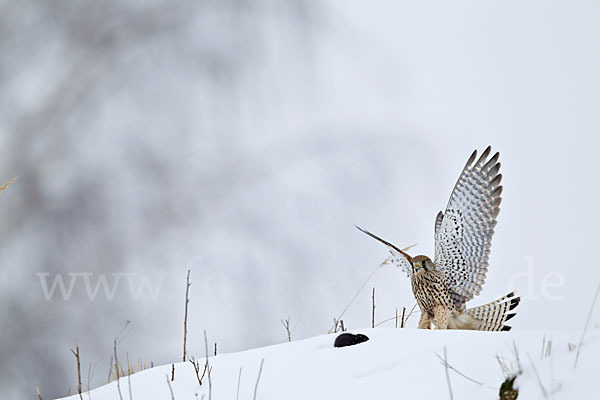 Turmfalke (Falco tinnunculus)