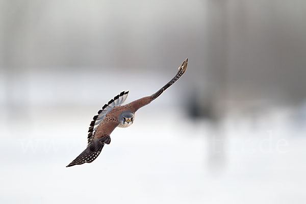 Turmfalke (Falco tinnunculus)