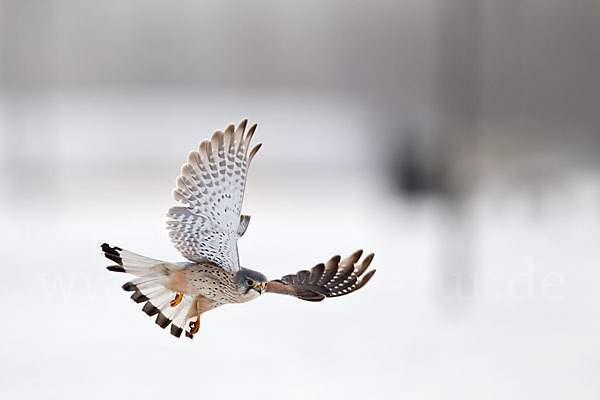 Turmfalke (Falco tinnunculus)