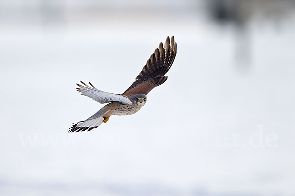 Turmfalke (Falco tinnunculus)