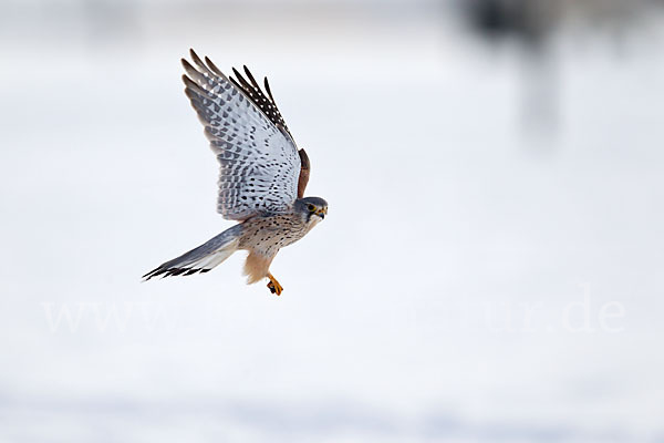 Turmfalke (Falco tinnunculus)