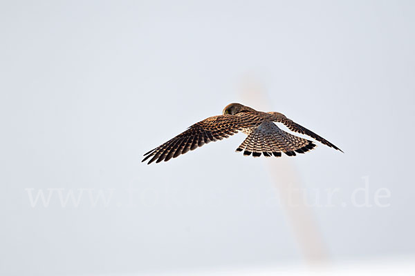 Turmfalke (Falco tinnunculus)