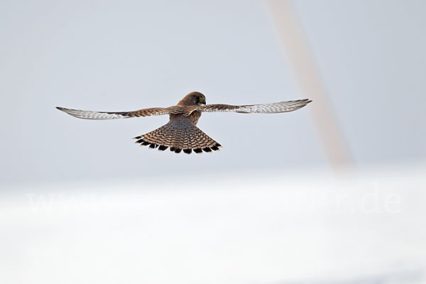 Turmfalke (Falco tinnunculus)