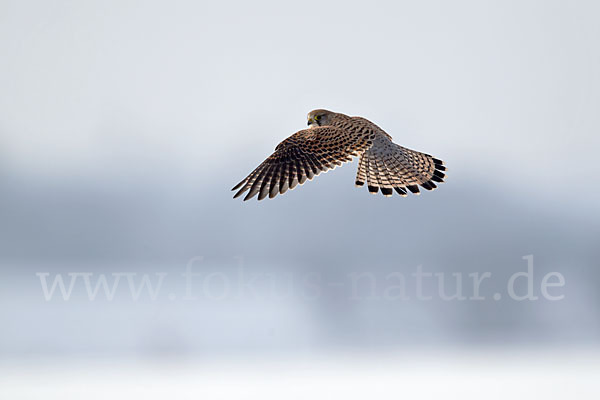 Turmfalke (Falco tinnunculus)