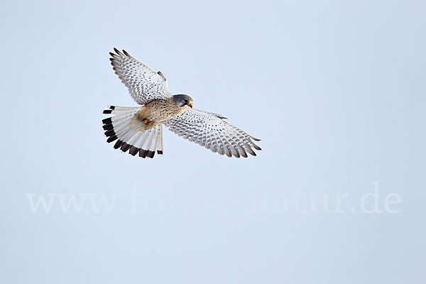 Turmfalke (Falco tinnunculus)