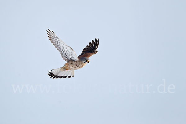 Turmfalke (Falco tinnunculus)