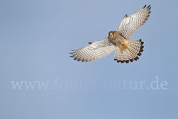 Turmfalke (Falco tinnunculus)