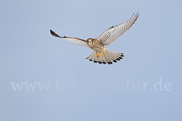 Turmfalke (Falco tinnunculus)