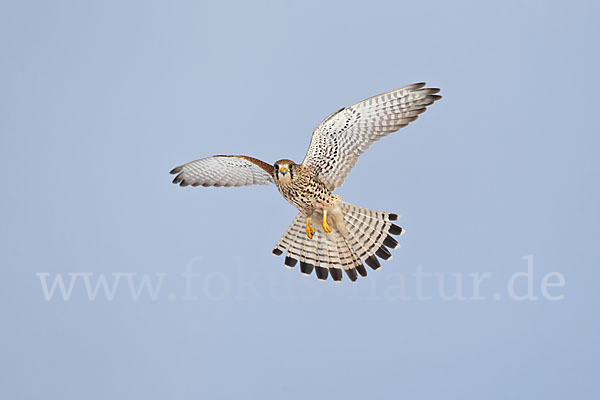 Turmfalke (Falco tinnunculus)