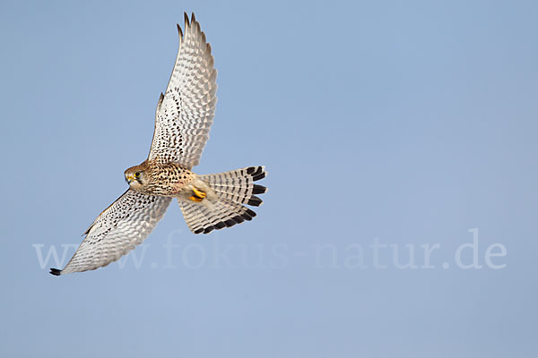 Turmfalke (Falco tinnunculus)