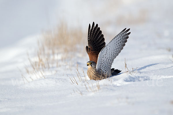 Turmfalke (Falco tinnunculus)