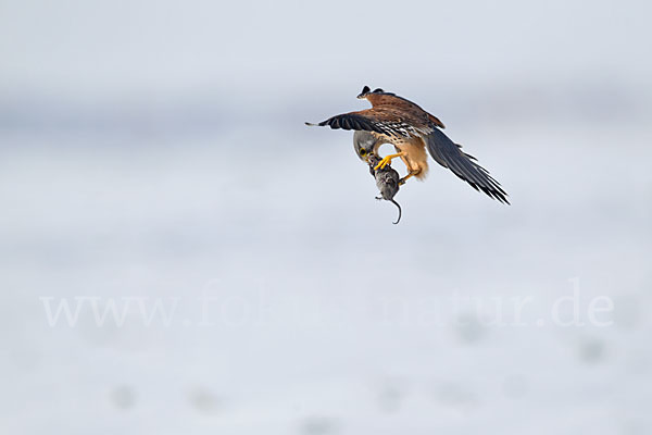 Turmfalke (Falco tinnunculus)