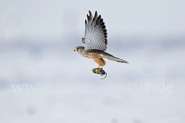 Turmfalke (Falco tinnunculus)