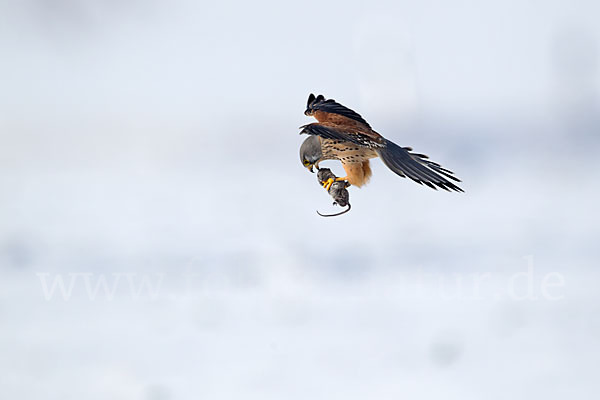 Turmfalke (Falco tinnunculus)