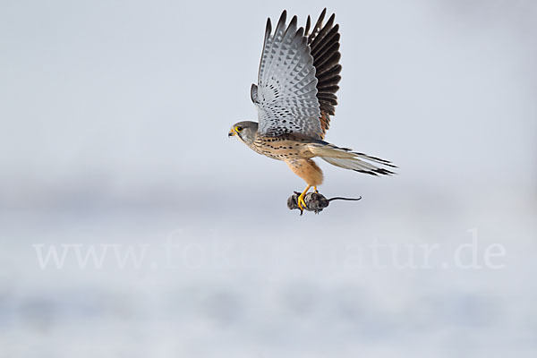 Turmfalke (Falco tinnunculus)