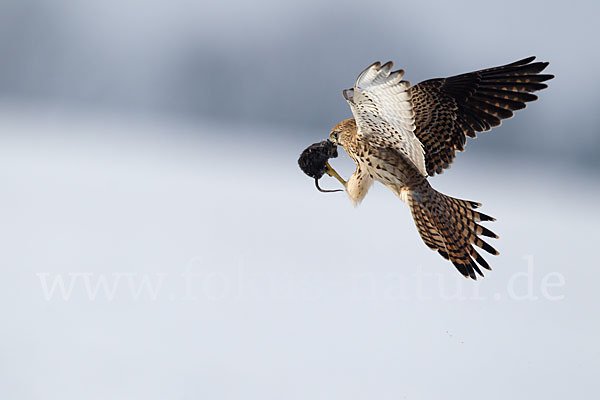 Turmfalke (Falco tinnunculus)