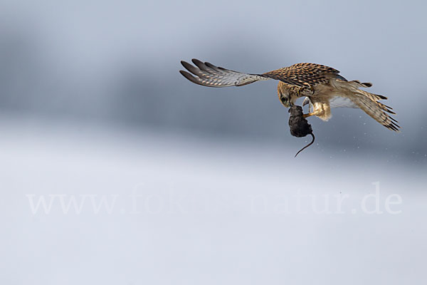 Turmfalke (Falco tinnunculus)