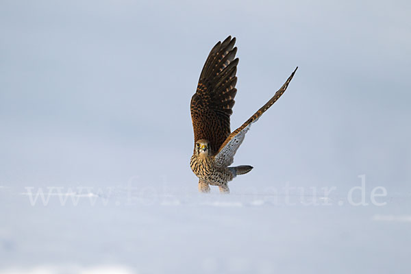 Turmfalke (Falco tinnunculus)