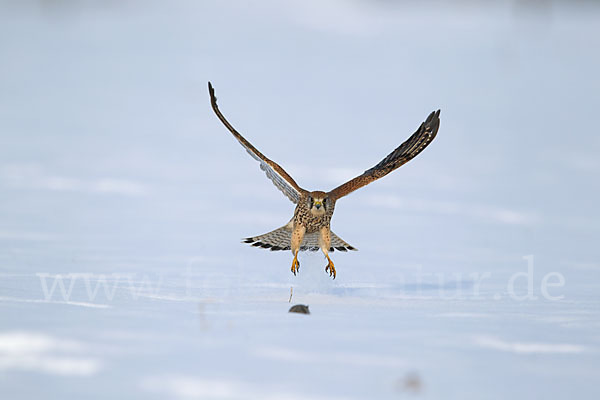 Turmfalke (Falco tinnunculus)