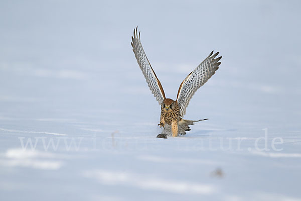 Turmfalke (Falco tinnunculus)