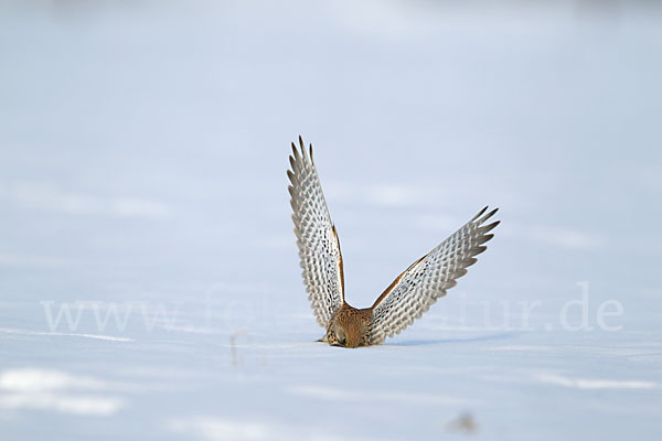 Turmfalke (Falco tinnunculus)