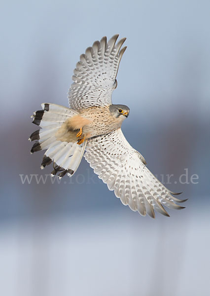 Turmfalke (Falco tinnunculus)