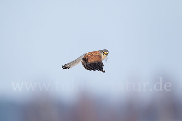 Turmfalke (Falco tinnunculus)