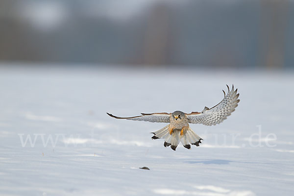 Turmfalke (Falco tinnunculus)