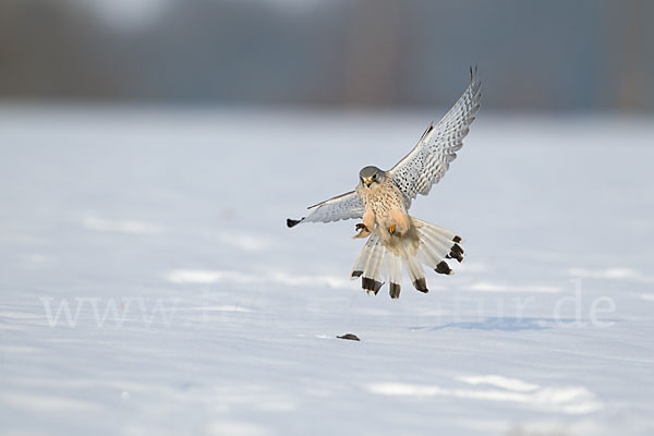 Turmfalke (Falco tinnunculus)