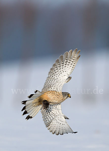 Turmfalke (Falco tinnunculus)