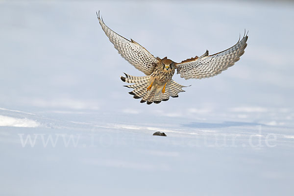 Turmfalke (Falco tinnunculus)