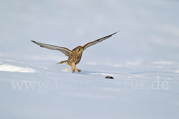 Turmfalke (Falco tinnunculus)