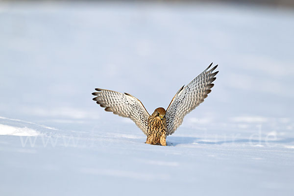 Turmfalke (Falco tinnunculus)