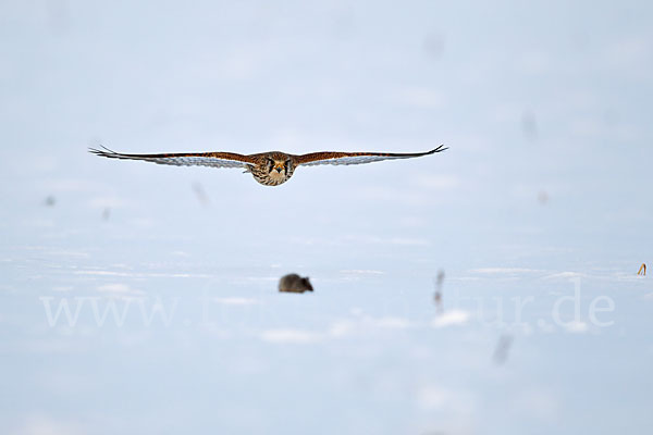 Turmfalke (Falco tinnunculus)