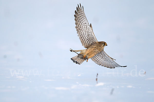 Turmfalke (Falco tinnunculus)