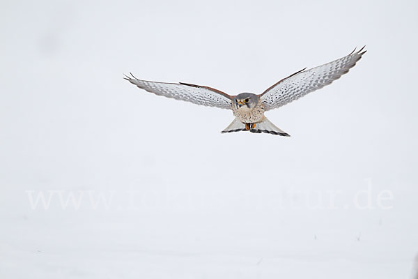 Turmfalke (Falco tinnunculus)