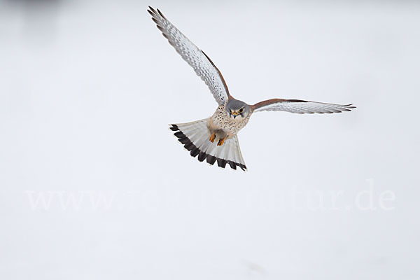 Turmfalke (Falco tinnunculus)