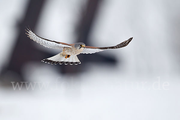 Turmfalke (Falco tinnunculus)