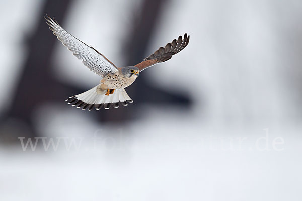 Turmfalke (Falco tinnunculus)