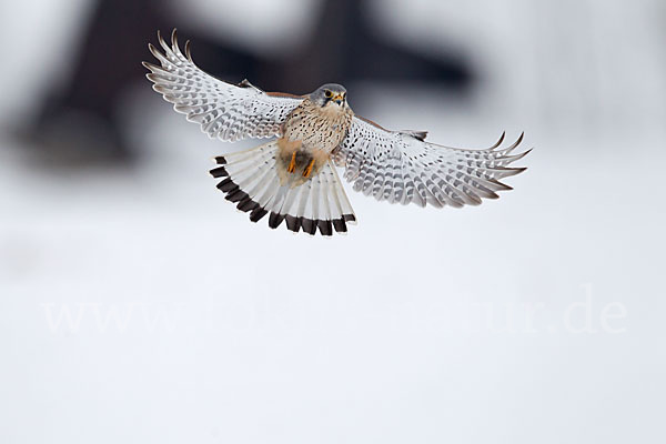 Turmfalke (Falco tinnunculus)