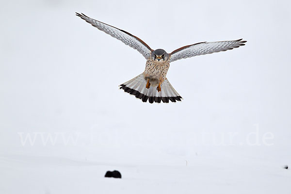 Turmfalke (Falco tinnunculus)