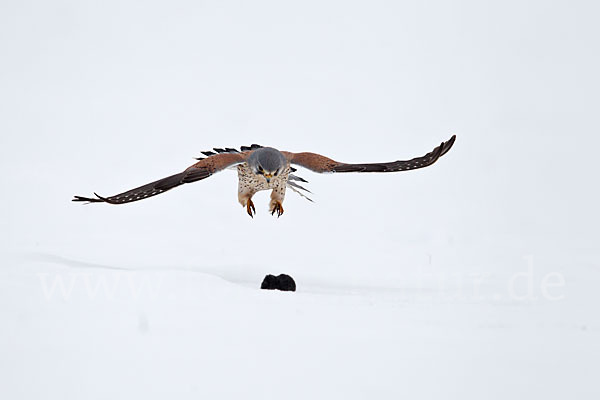 Turmfalke (Falco tinnunculus)